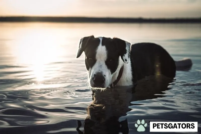 Dog Swimming