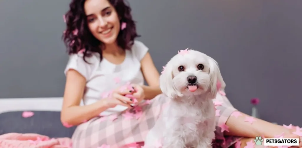 Fluffy Teacup Puppies