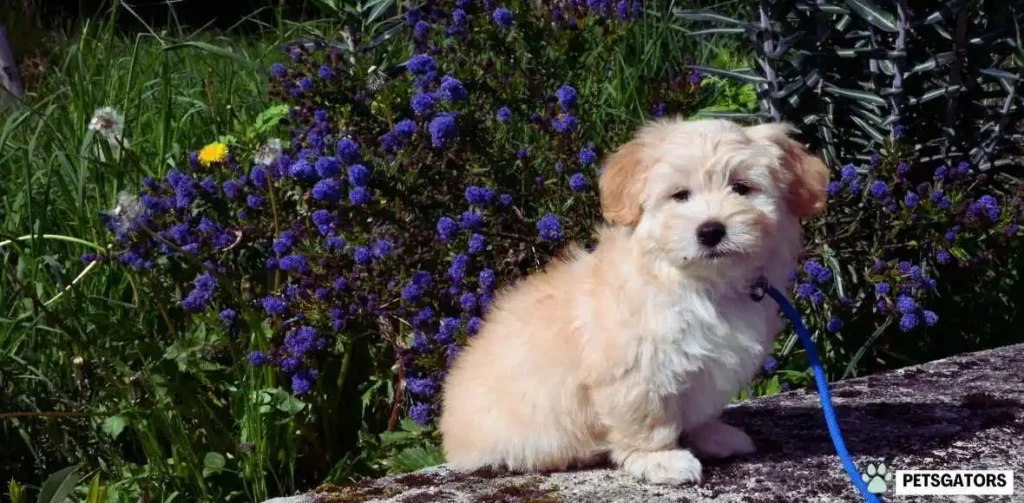 Fluffy Teacup Puppies