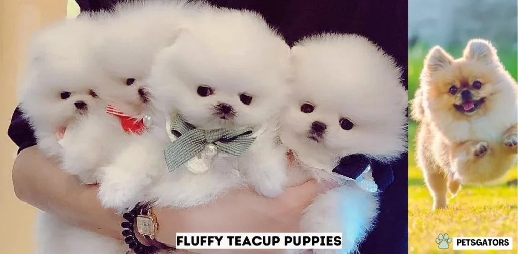 Fluffy Teacup Puppies