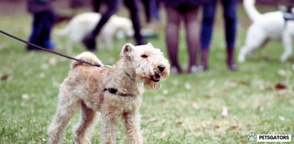 Merle Poodles