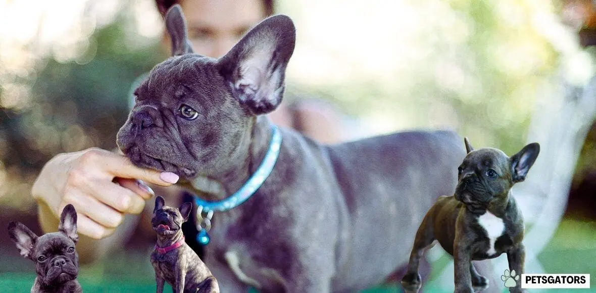 blue brindle frenchie