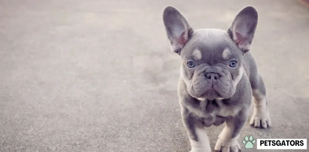 blue frenchie puppy