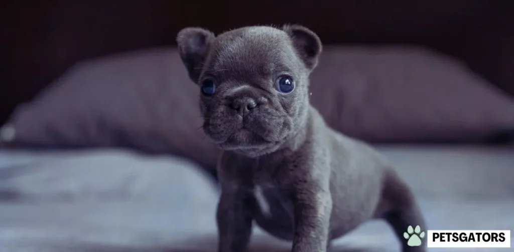 blue frenchie puppy