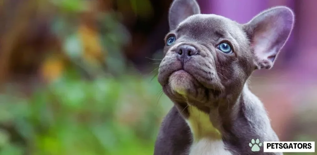 blue frenchie puppy