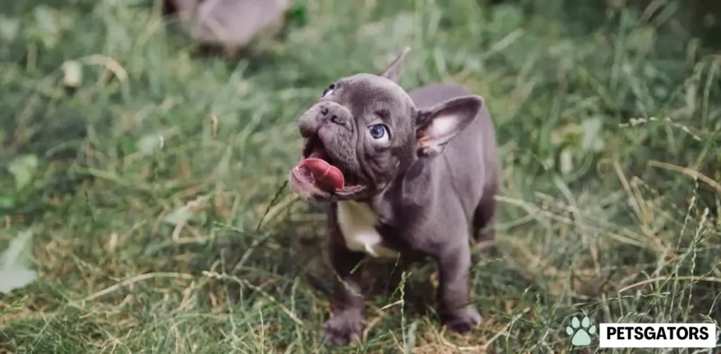 blue frenchie puppy