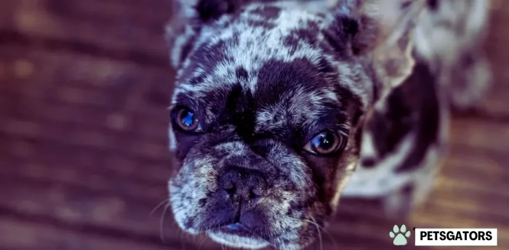 blue merle frenchie