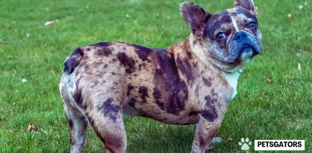 blue merle frenchie