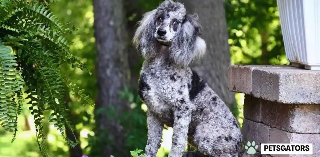 blue merle poodle