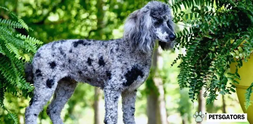 blue merle poodle