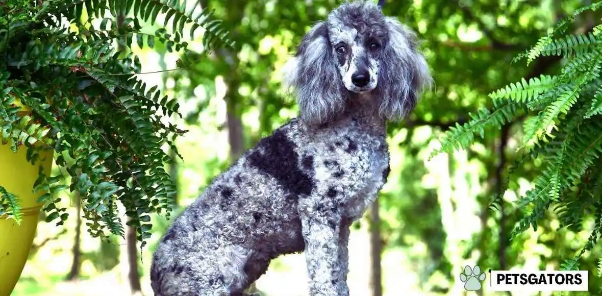 blue merle poodle