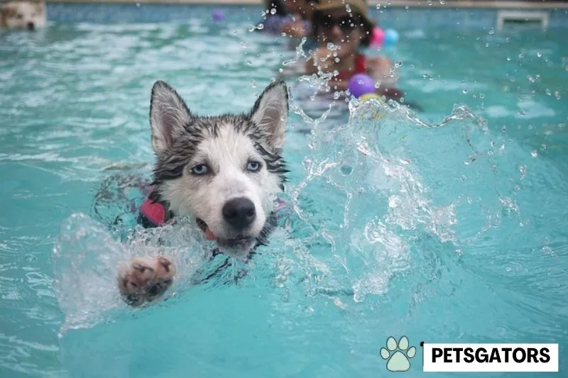 can all dogs swim