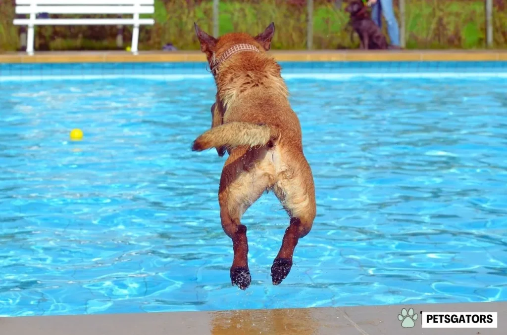 dog pool swimming