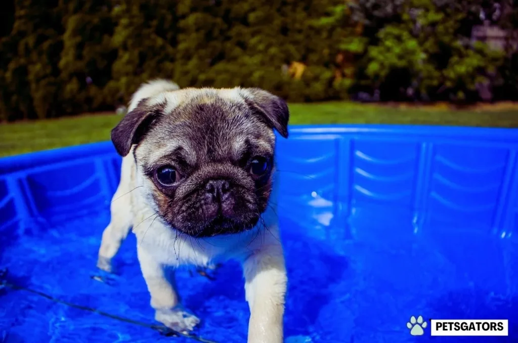 dog pool swimming