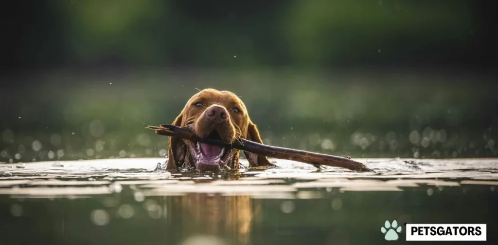 dog tail swimming