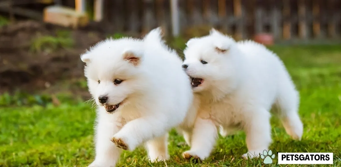 fluffy puppies