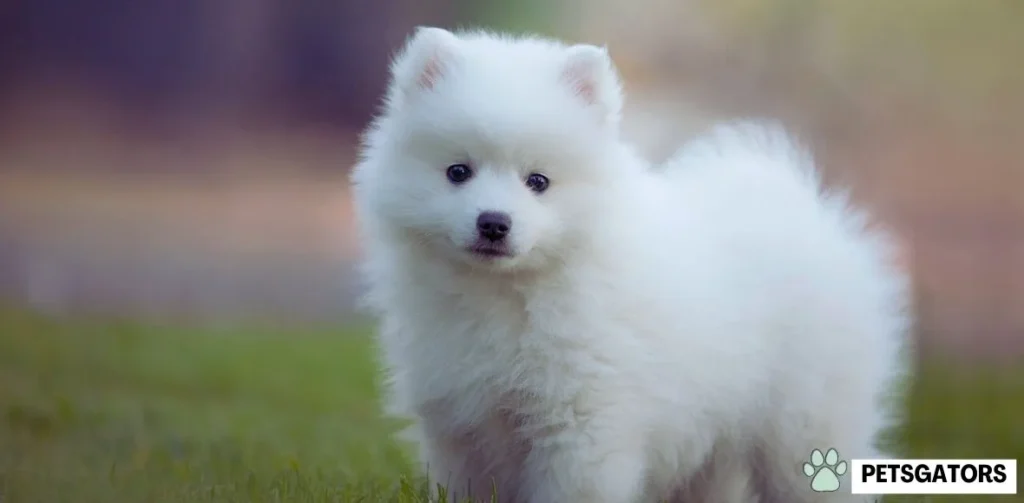 fluffy puppy