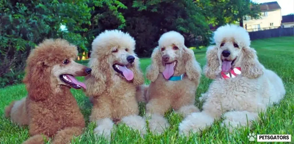 merle poodles