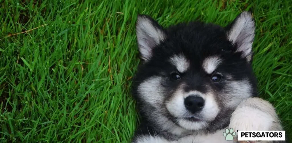 teacup pomsky