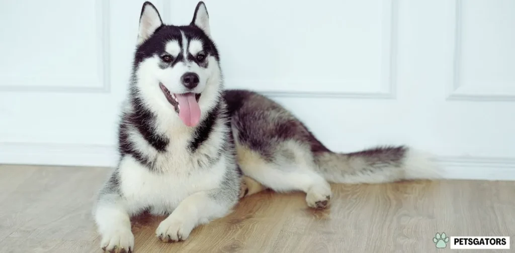 teacup pomsky full grown