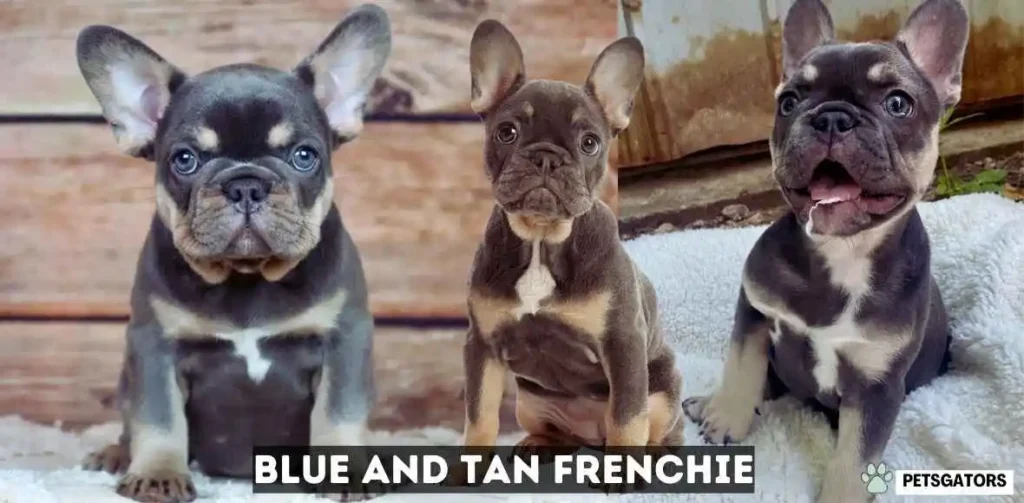 Blue and Tan Frenchie