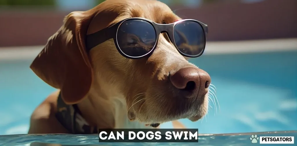 Can Dogs Swim