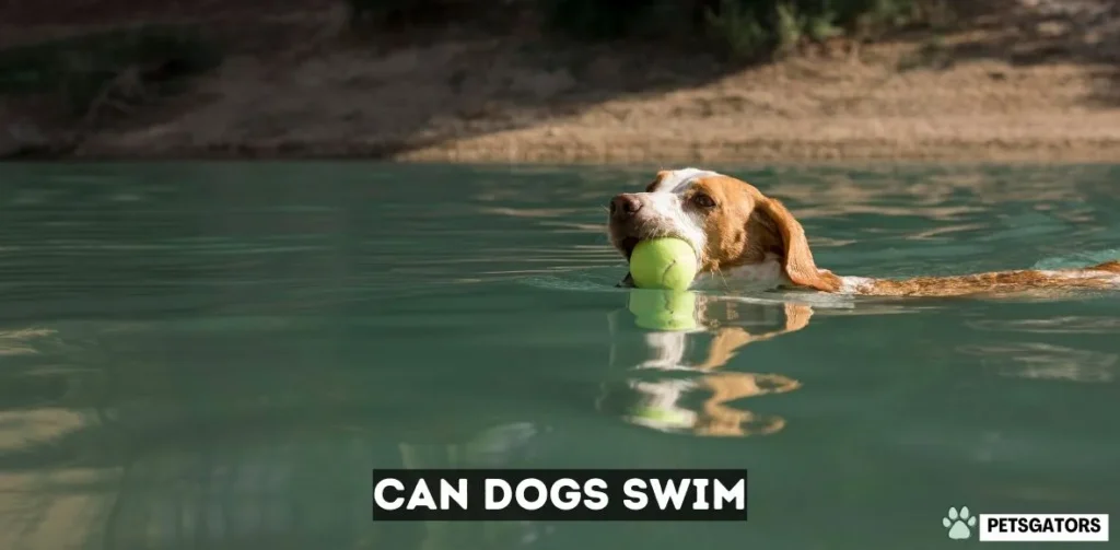 Can Dogs Swim