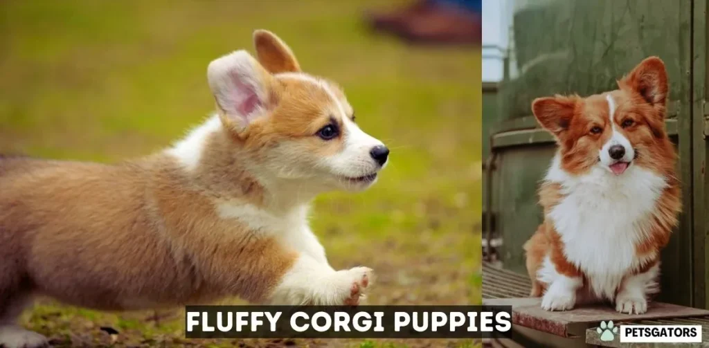 Fluffy Corgi Puppies