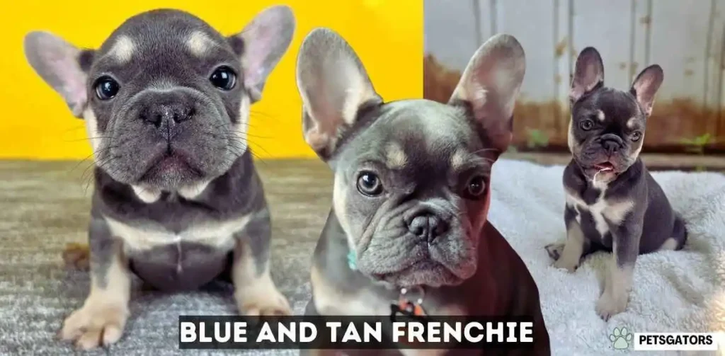 Blue and Tan Frenchie