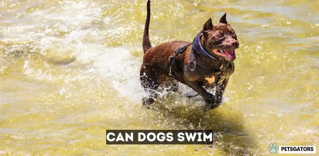 can dogs swim