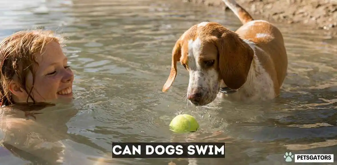 can dogs swim