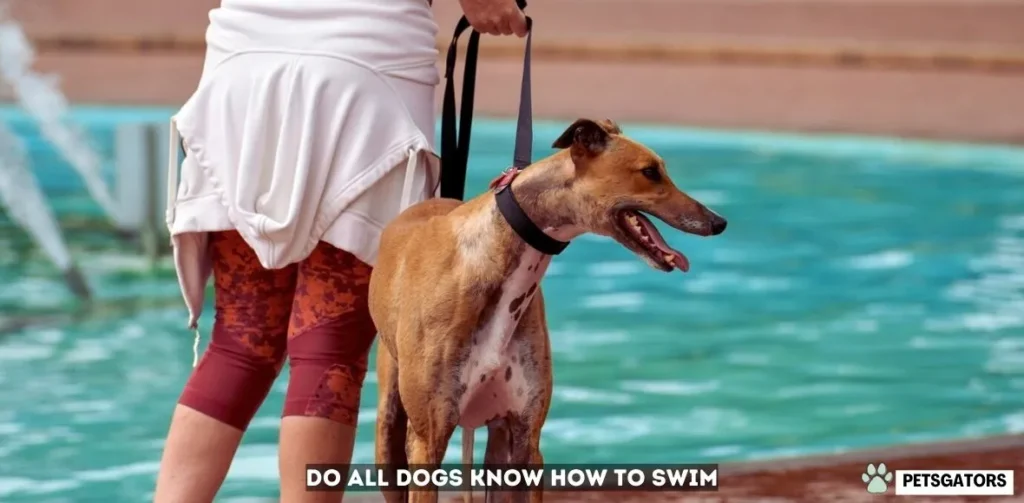 do all dogs know how to swim