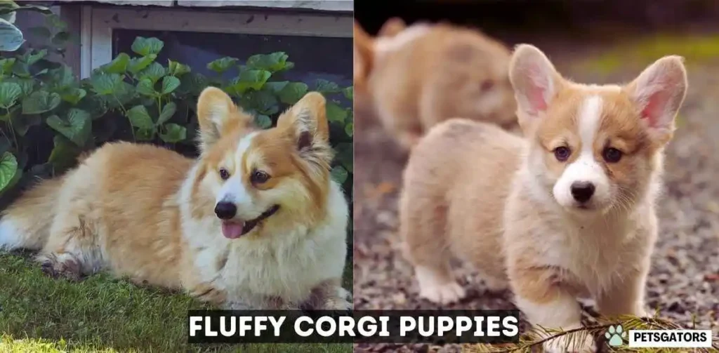 fluffy corgi puppies