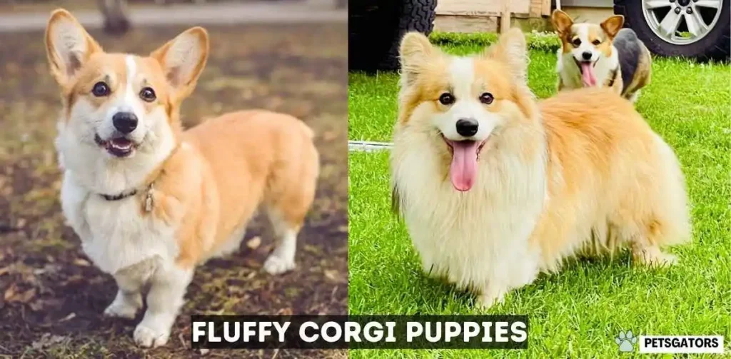 fluffy corgi puppies