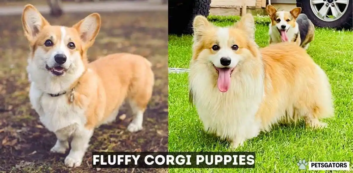 fluffy corgi puppies