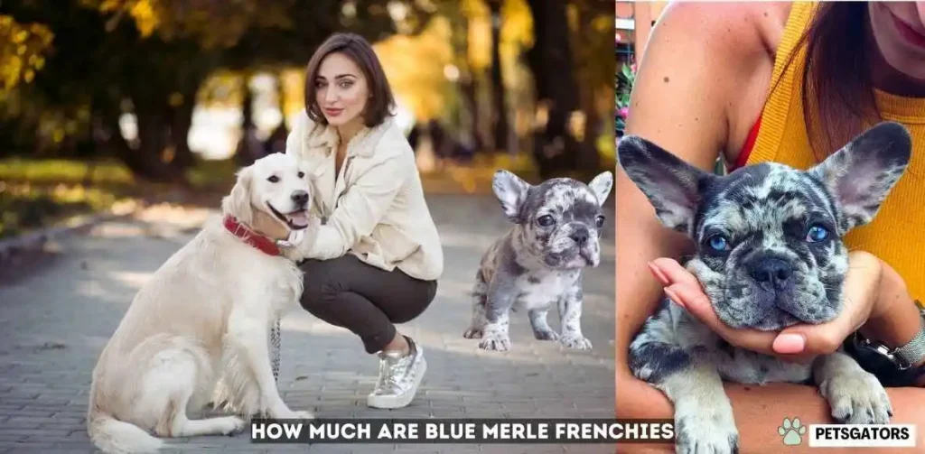 how much are blue merle frenchies