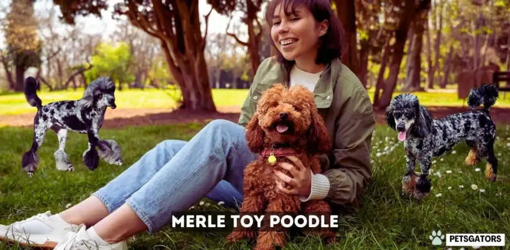 Merle Toy Poodle