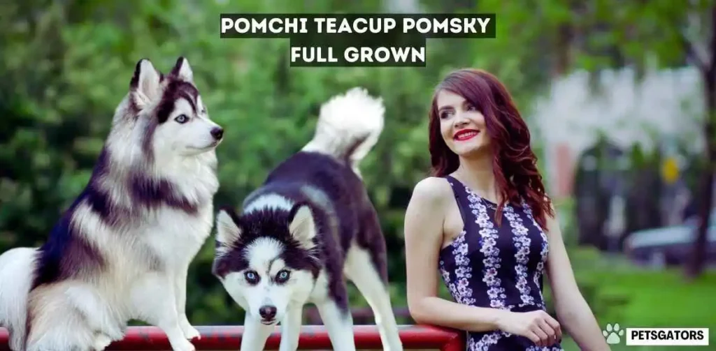 Pomchi Teacup Pomsky Full Grown