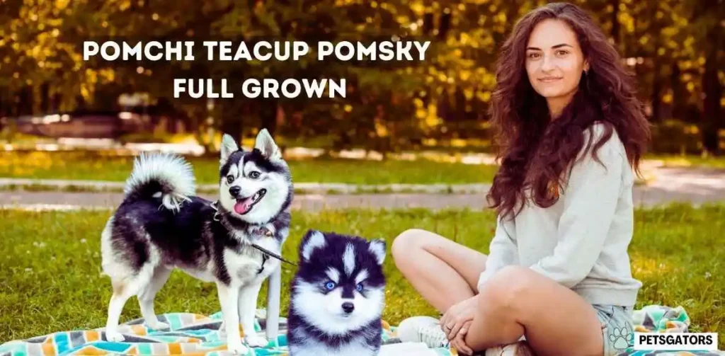 Pomchi Teacup Pomsky Full Grown