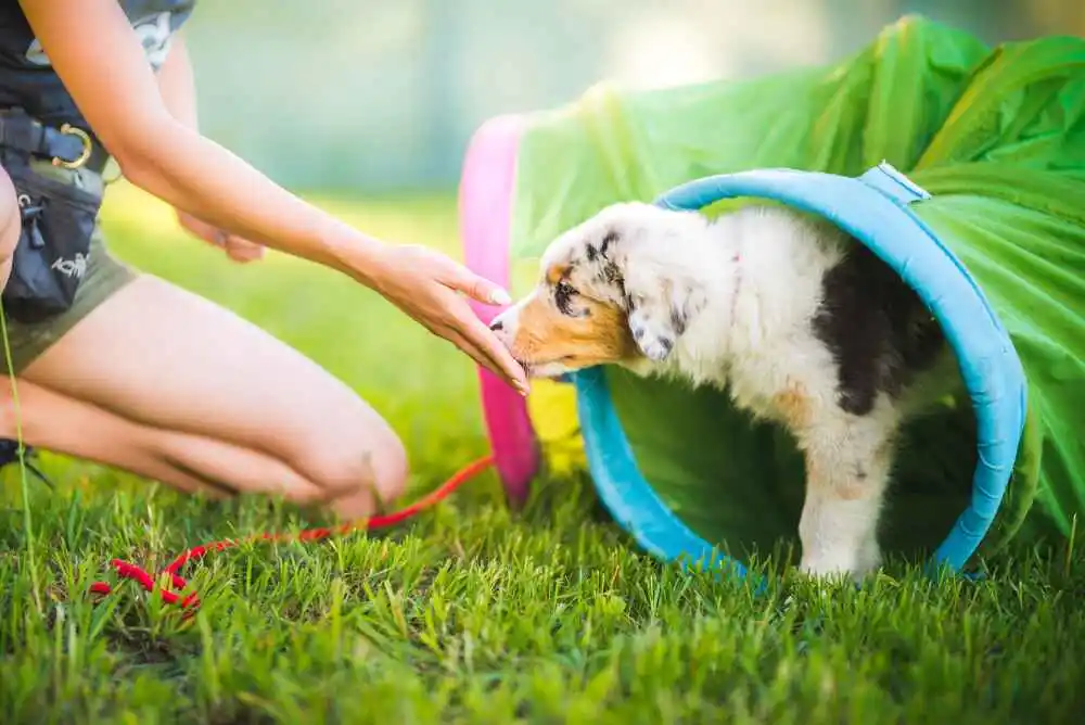 Simple Socialization For Your Puppy