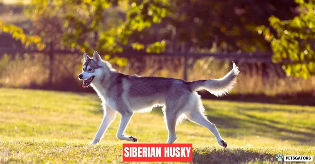 The Top Five Most Stubborn Dog Breeds to Train