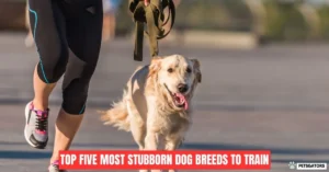 The Top Five Most Stubborn Dog Breeds to Train