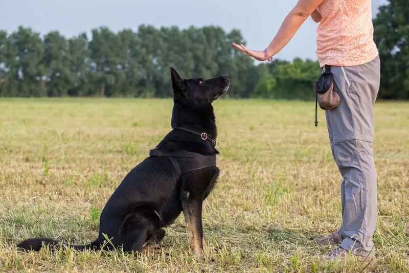 The Top Five Most Stubborn Dog Breeds to Train