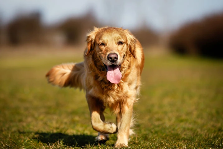 The Top Five Most Stubborn Dog Breeds to Train