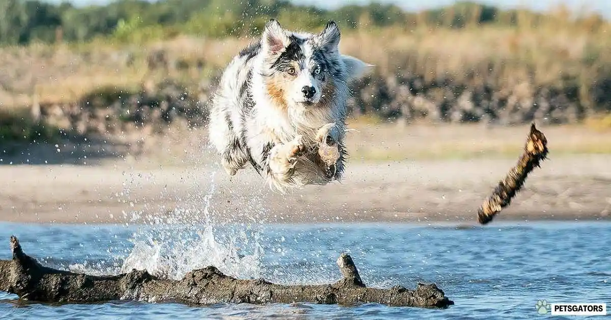 can dogs swim in pools