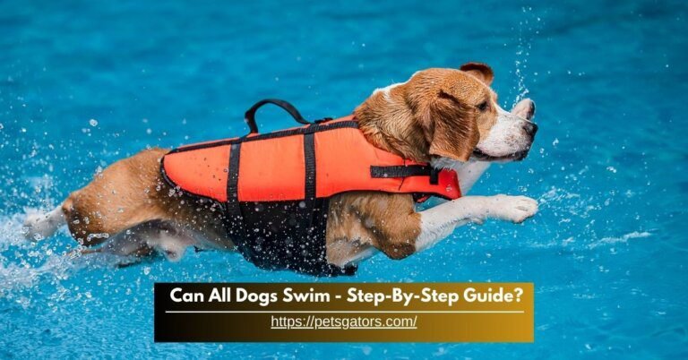 Can All Dogs Swim - Step-By-Step Guide?