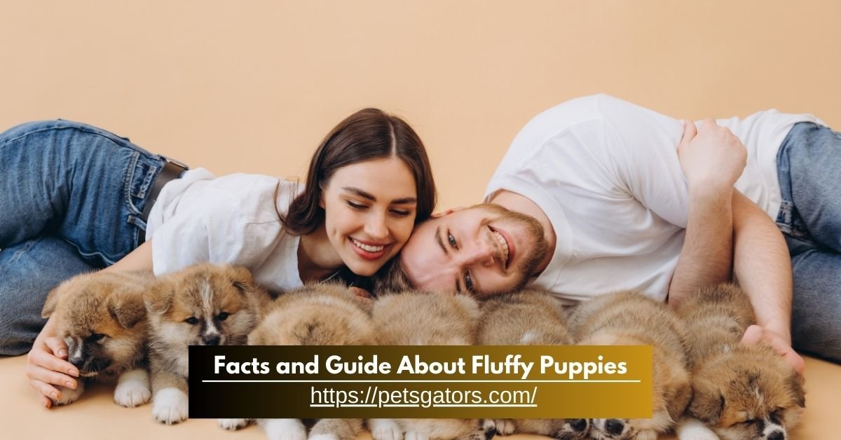 Facts and Guide About Fluffy Puppies