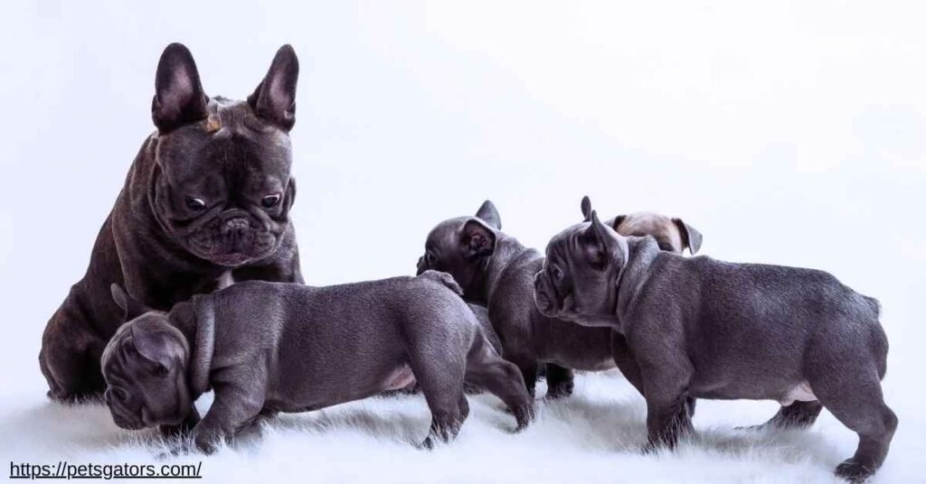 Facts and Guide about Blue Frenchie Puppy