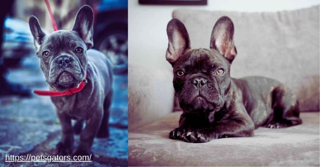 Facts and Guide about Blue Frenchie Puppy