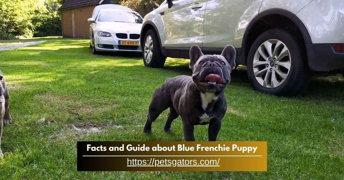 Facts and Guide about Blue Frenchie Puppy